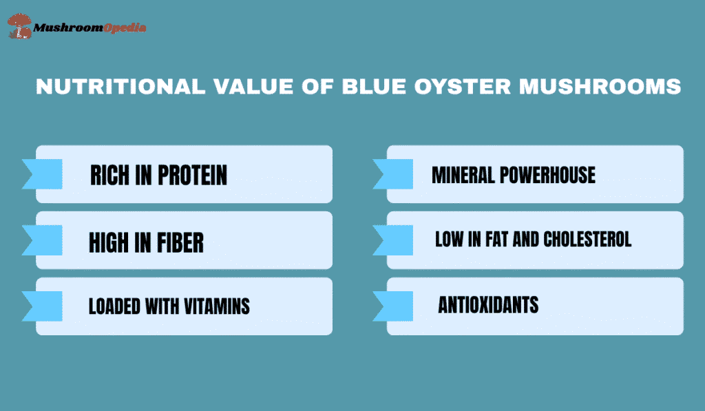 blue oyster mushroom