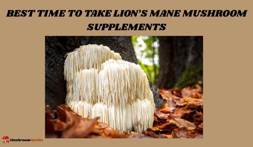Best Time to Take Lion’s Mane Mushroom